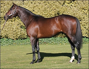 Miesque's Approval(USA), stands at Scott Bros' Highdown Stud in Nottingham Road.  Image: sportingpost.co.za